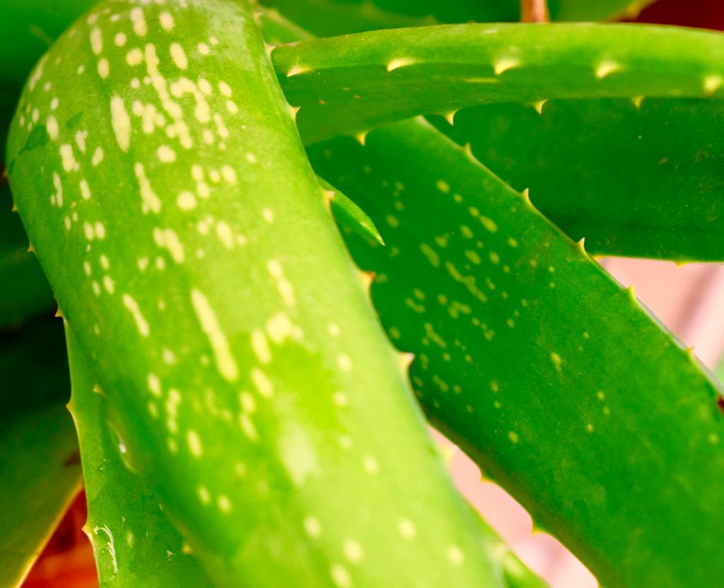 Aloe vera