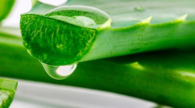 Aloe vera
