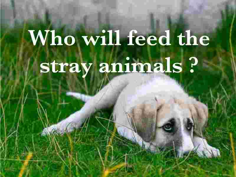 STRAY ANIMALS DURING THE LOCK DOWN