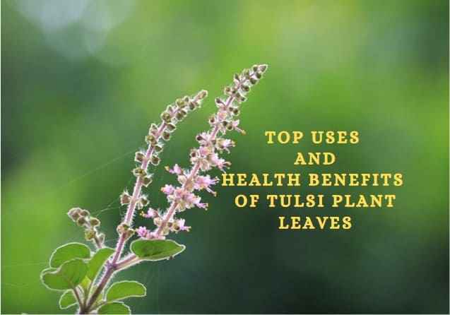 Benefits of Tulsi Plant Leaves
