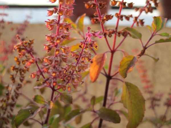 Tulsi Plant