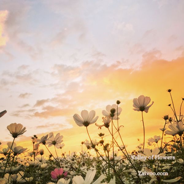 Valley of Flowers best time to visit 